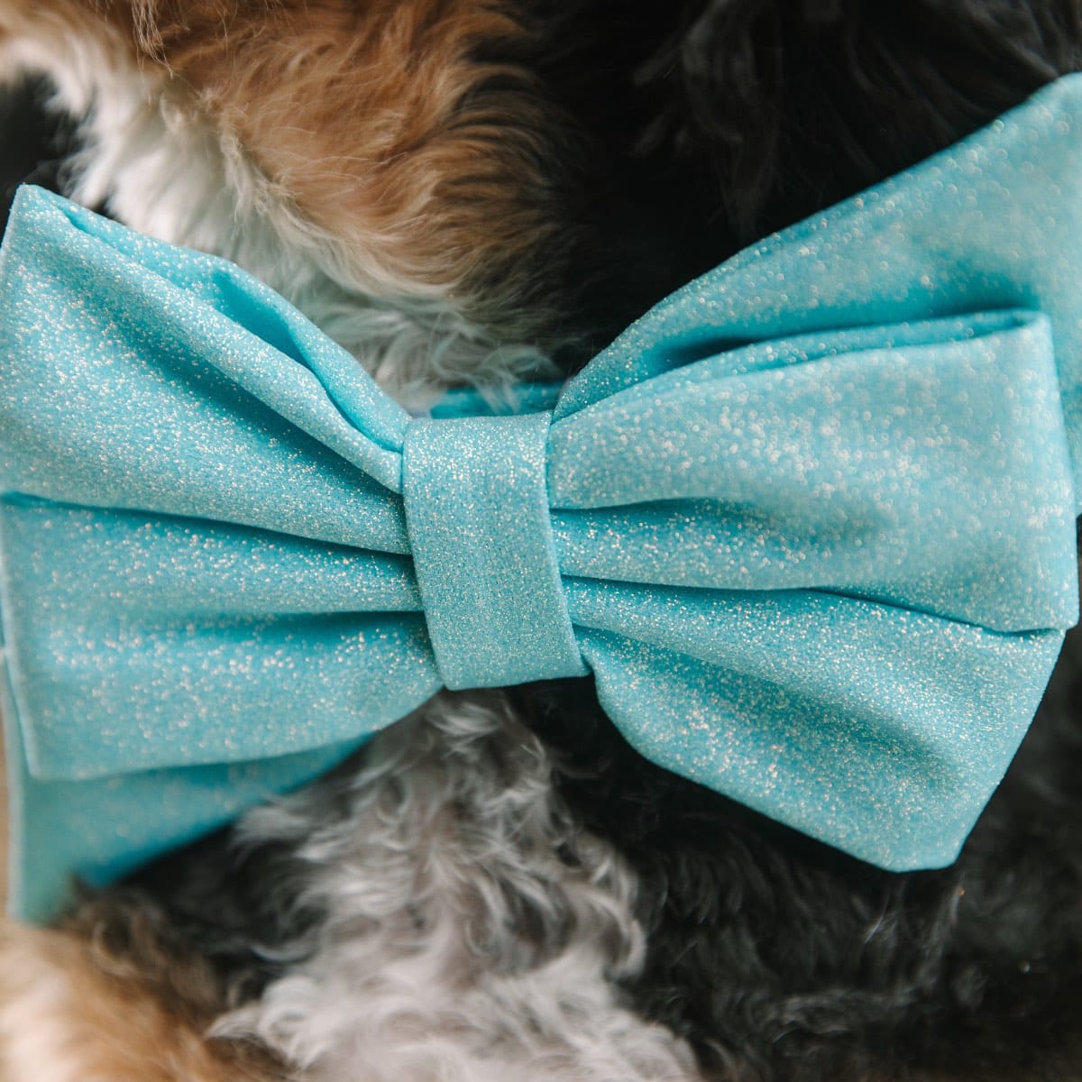 Dawson Dog Babe Bow
