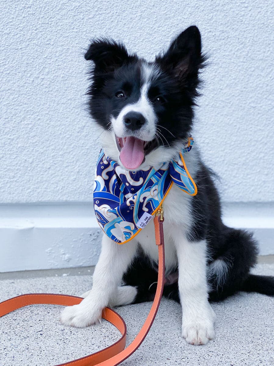 Destin Dog Bandana