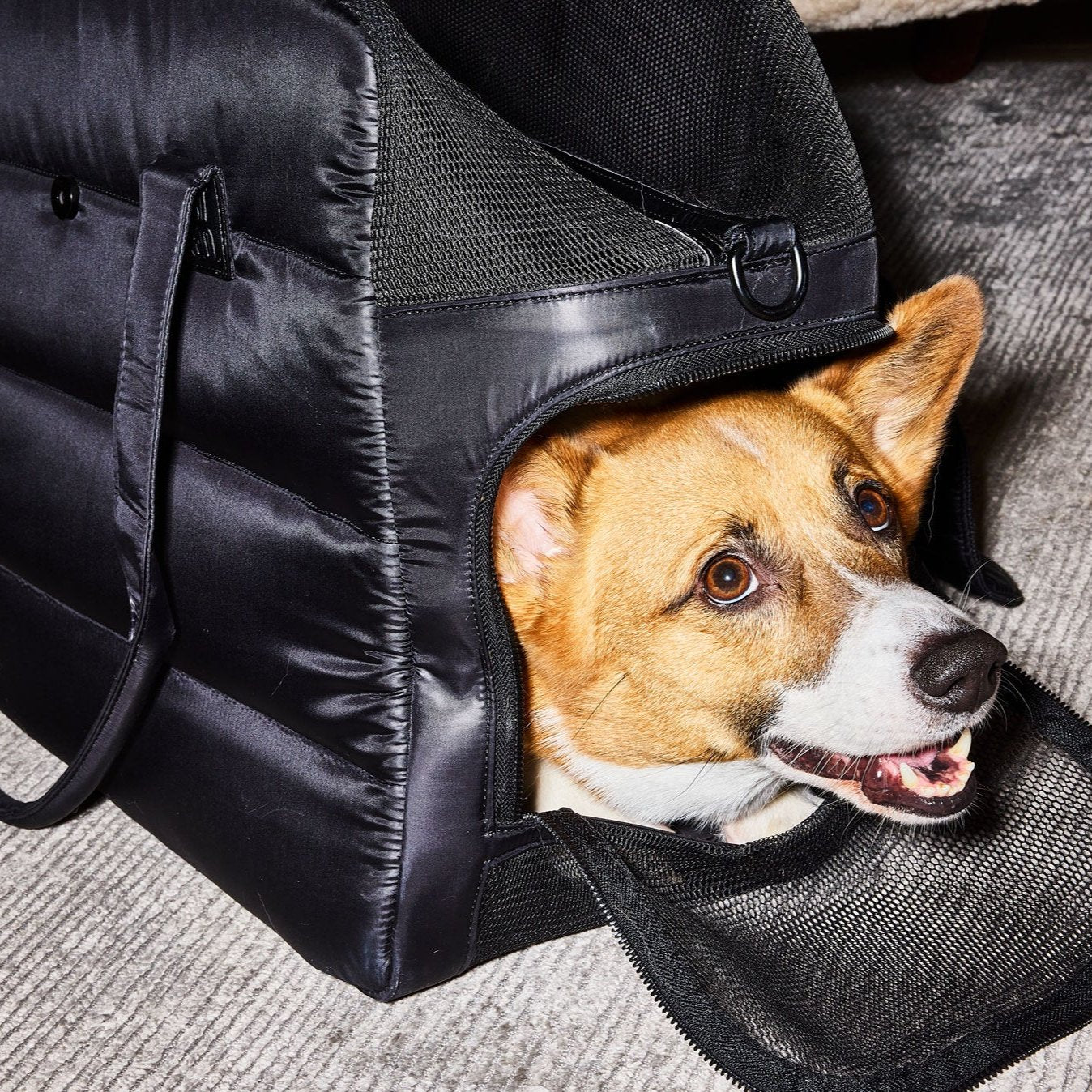 Destination Dog Tote - Ltd Edition. - Southlake Paws