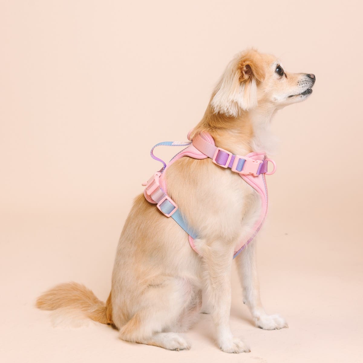 Diem Dog Harness