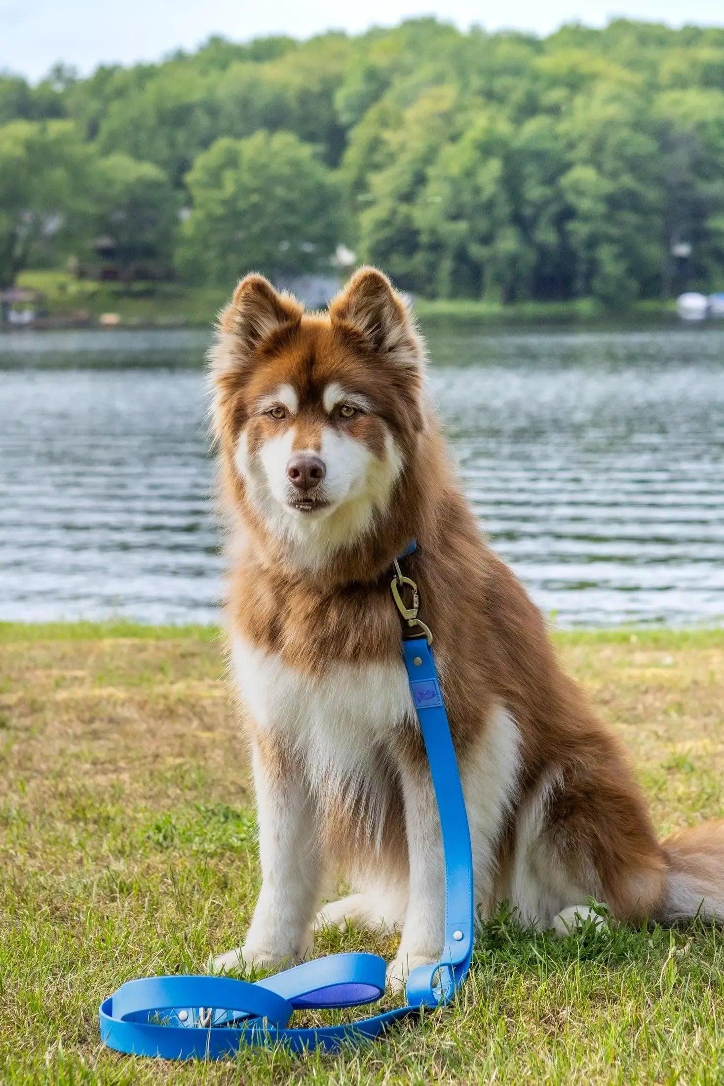 Dockside Adventures Waterproof Dog Leash - Southlake Paws