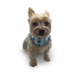 Bandana Dog