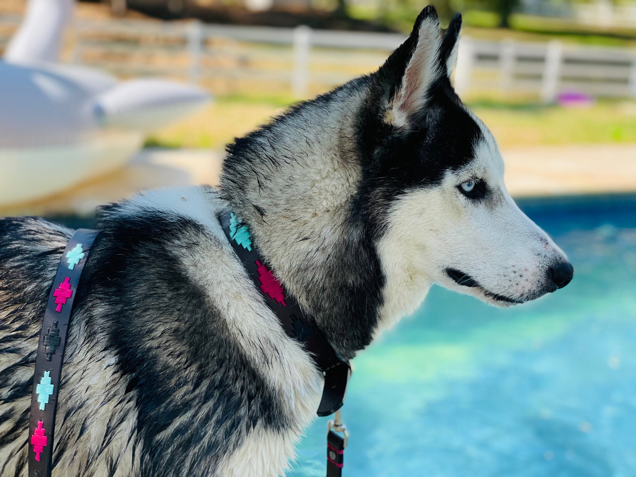 Product image of Pink and Turquoise Dog Collar