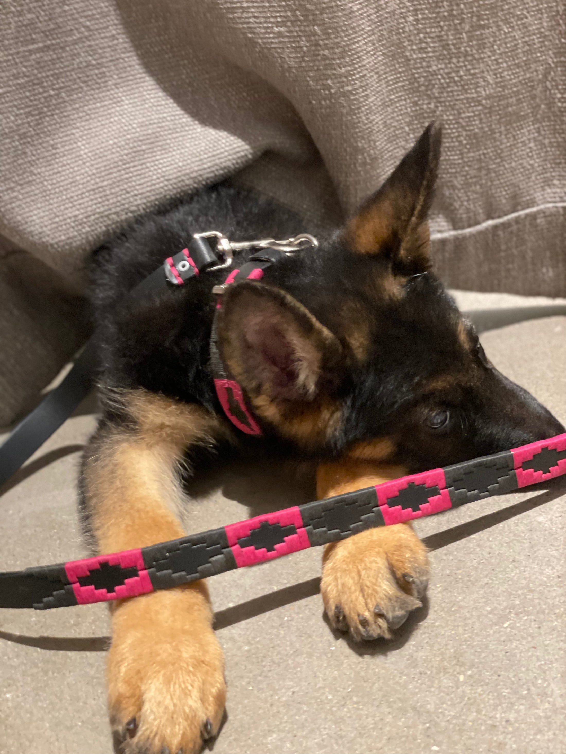 Black and Pink Dog Collar