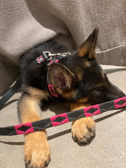 Black and Pink Dog Collar