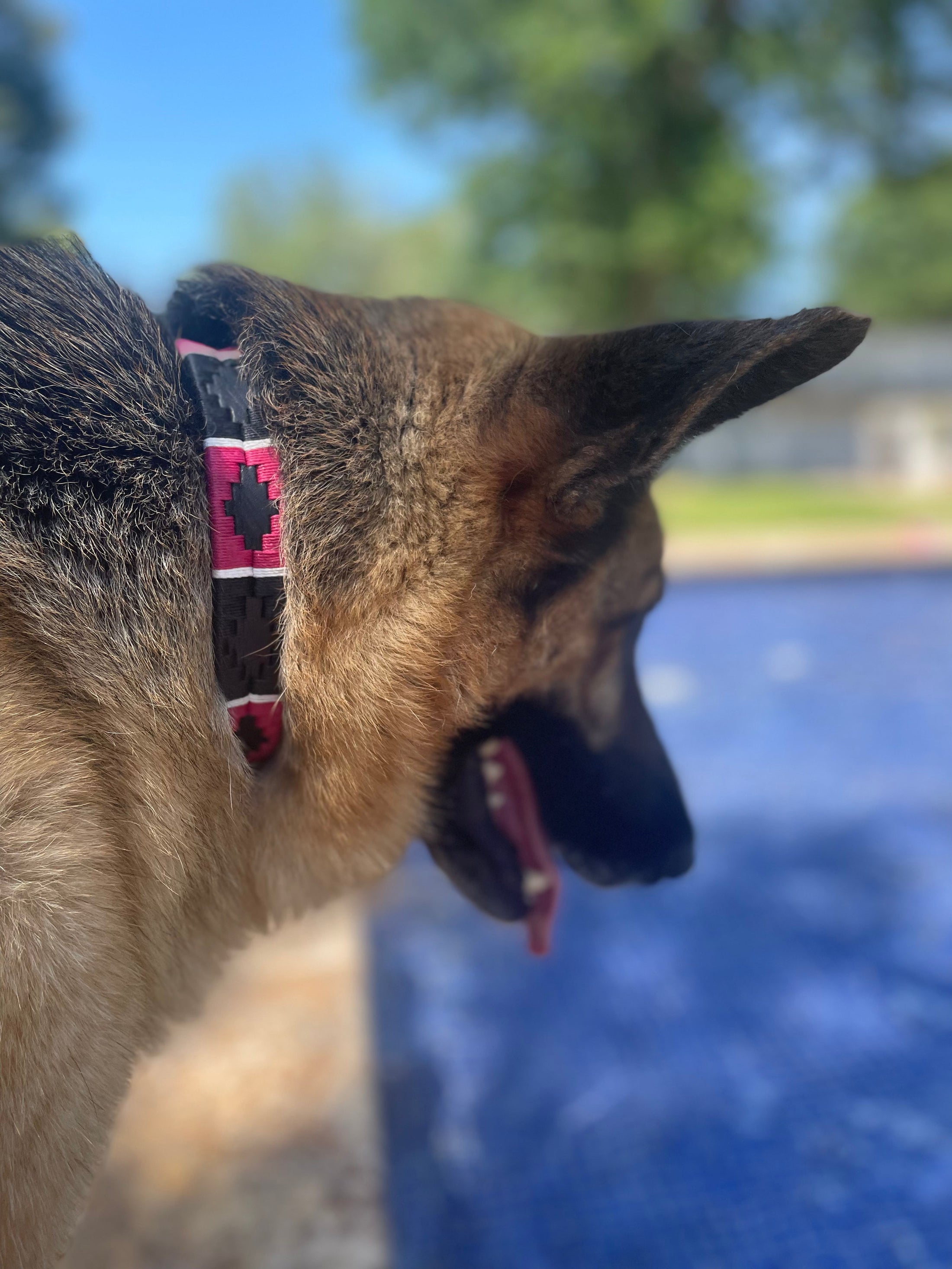 Product image of Pink and Black Dog Collar