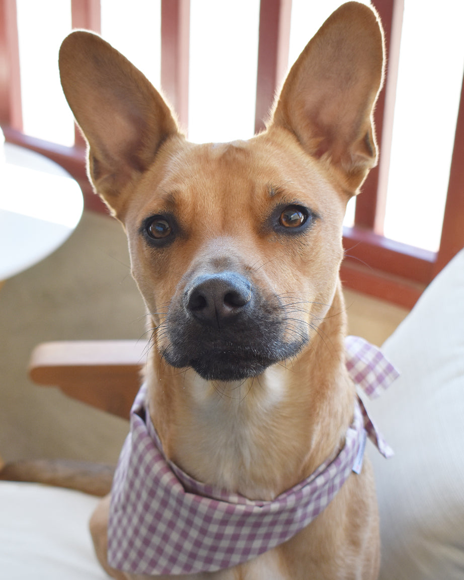 GINGHAM BANDANA - Southlake Paws