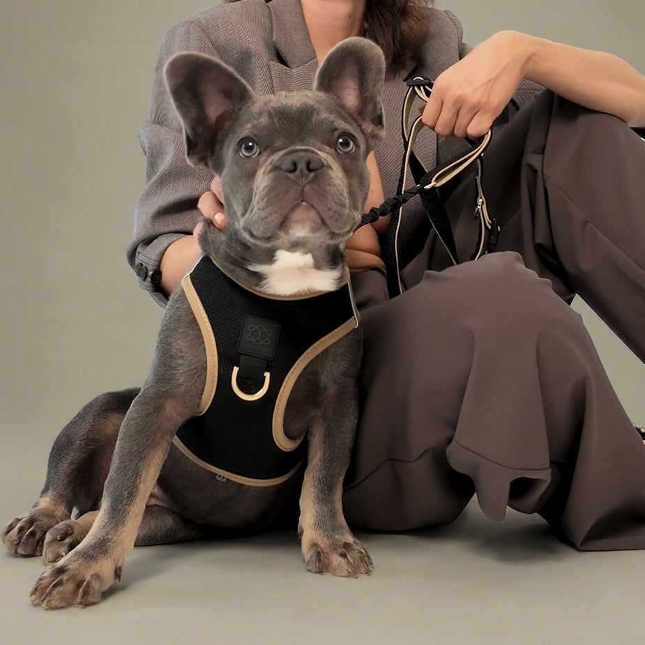 SoHo Dog Harness - Crosby