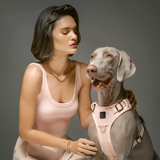 DOGISTRY The NoMad Adjustable Luxe Harness - Sweetheart