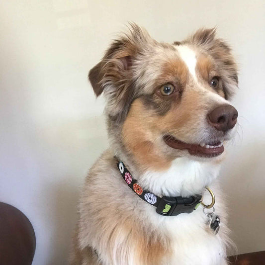 Up Country Donuts Cast Brass Dog Collar
