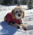 Load image into Gallery viewer, Saltsox 2025 / Ice Fire Red - Southlake Paws
