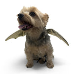 Dragon Wing
