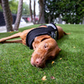 Load image into Gallery viewer, Pups of Anarchy Harness
