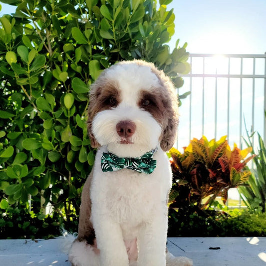 Tropical Bow Tie Dog Collar & Leash Set | Personalized Free - Southlake Paws