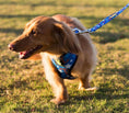 Load image into Gallery viewer, EcoBark Nautical Dog Harness - Over-the-Head Soft Mesh Vest Halter for Small to Medium Dogs
