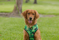 Load image into Gallery viewer, EcoBark Camo Dog Harness - Over-the-Head Dog Vest Halter for Small to Medium Dogs and Puppies
