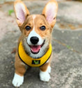 Load image into Gallery viewer, EcoBark Yellow Dog Harness - Over-the-Head Soft Mesh Dog Vest Halter for Small to Medium Dogs and Puppies
