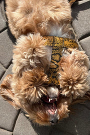 Noah Harness in Embossed Yellow & Black Leather