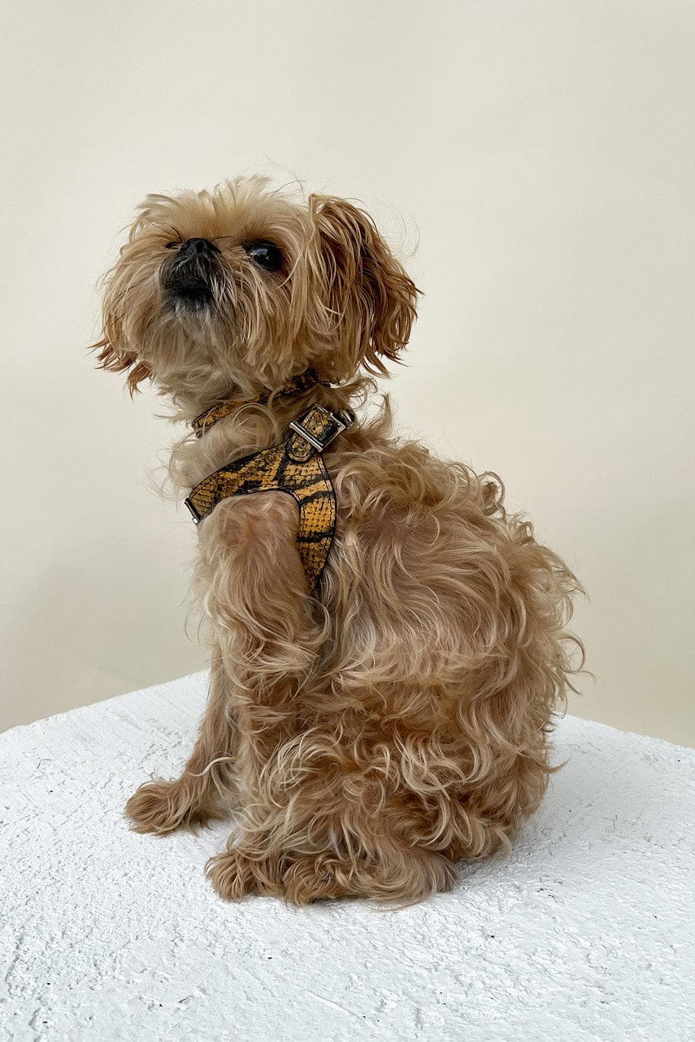 Noah Harness in Embossed Yellow & Black Leather - Southlake Paws