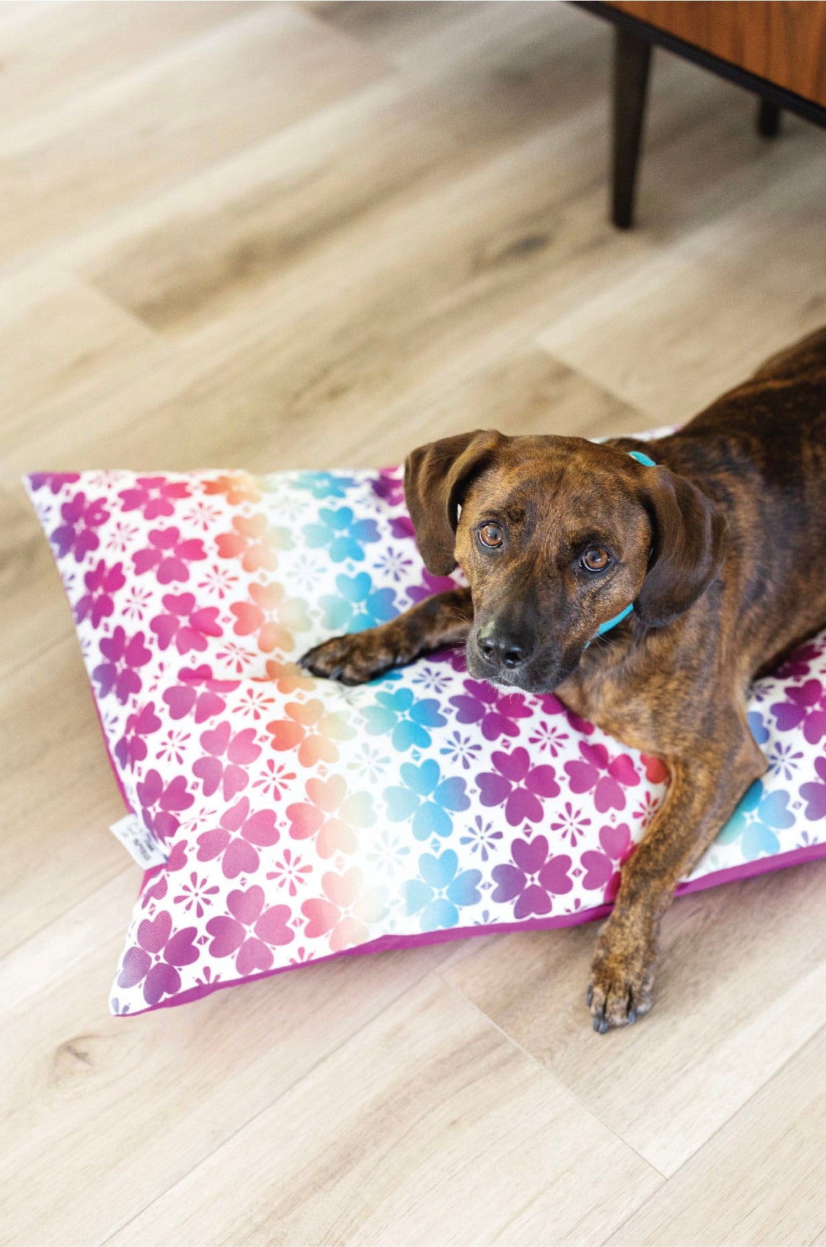 Everly Dog Bed