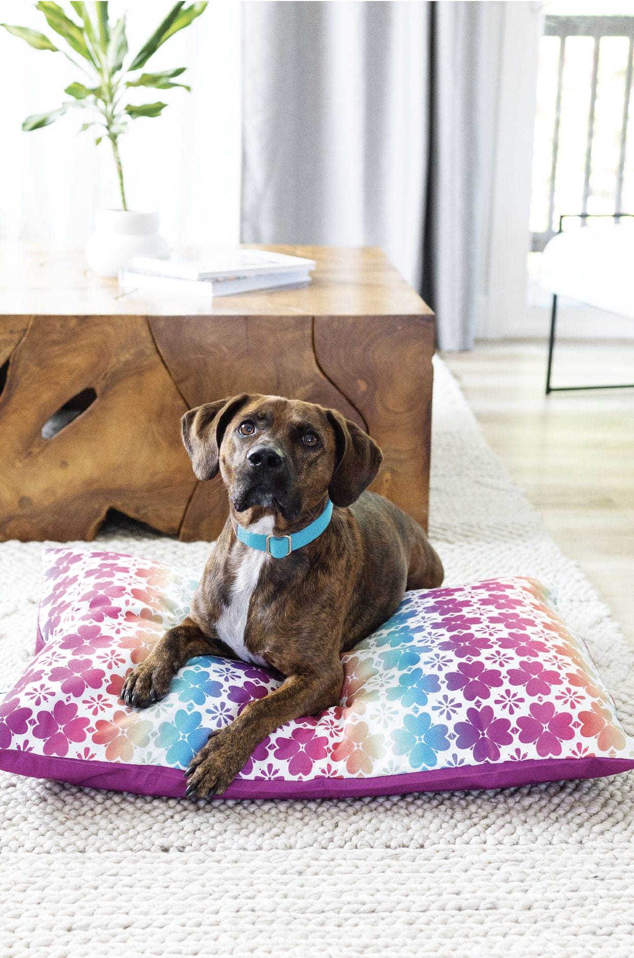 Everly Dog Bed