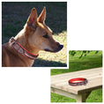Load image into Gallery viewer, ExionPro Red Bling Padded Dog Collar With Dog Leash
