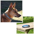 Load image into Gallery viewer, ExionPro White & Blue Bling Dog Collar With Leash
