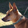 Load image into Gallery viewer, ExionPro Blue Bling Dog Collar With Leash

