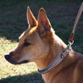 Load image into Gallery viewer, ExionPro Dark Blue Bling Dog Collar With Leash
