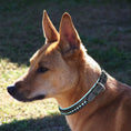 Load image into Gallery viewer, ExionPro Blue Bling Dog Collar
