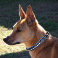 Load image into Gallery viewer, ExionPro White & Blue Bling Dog Collar
