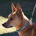 Load image into Gallery viewer, ExionPro White & Blue Bling Dog Collar
