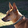 Load image into Gallery viewer, ExionPro Black Bling Dog Collar
