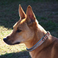 Load image into Gallery viewer, ExionPro Dark Blue Bling Dog Collar
