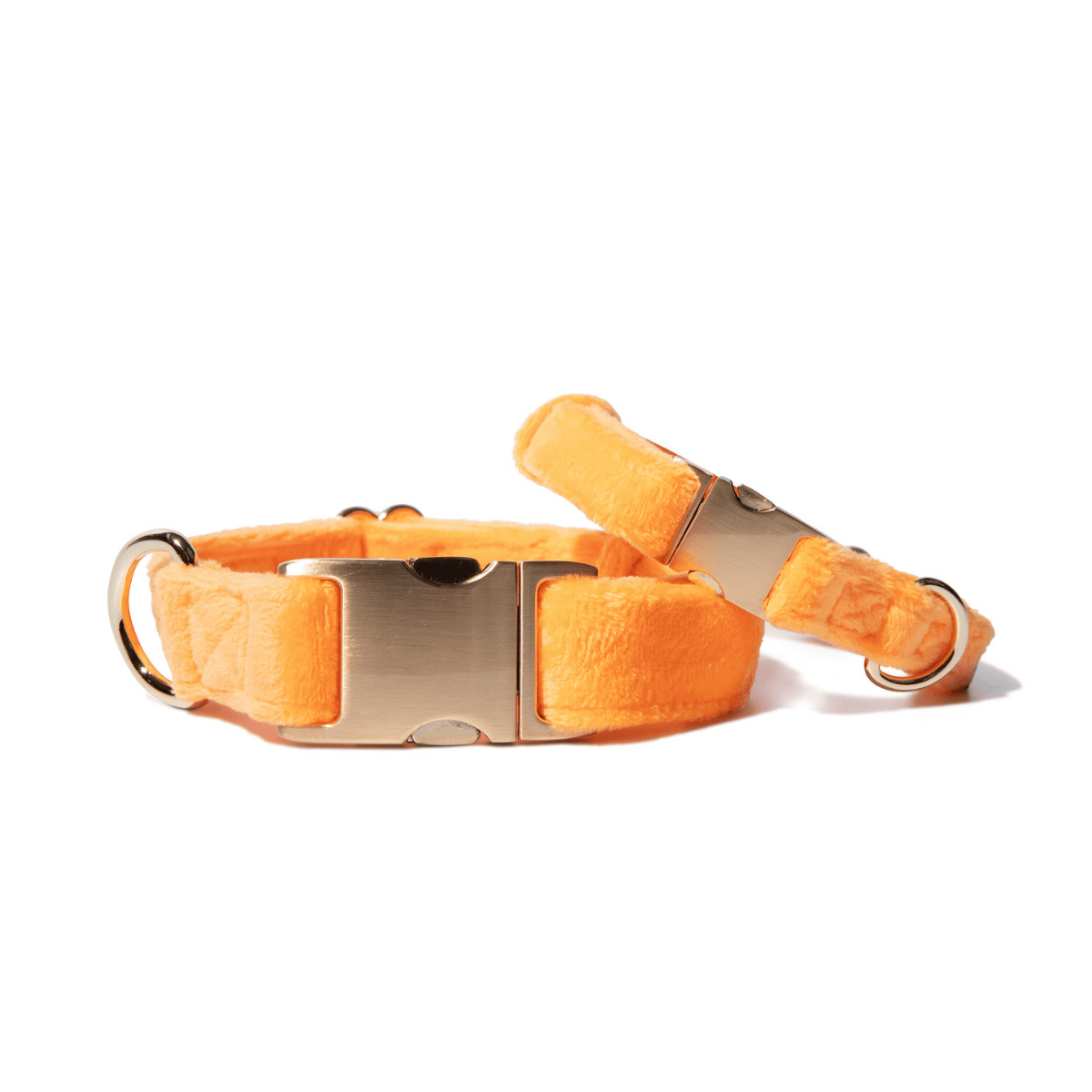 Ezra Dog Collar