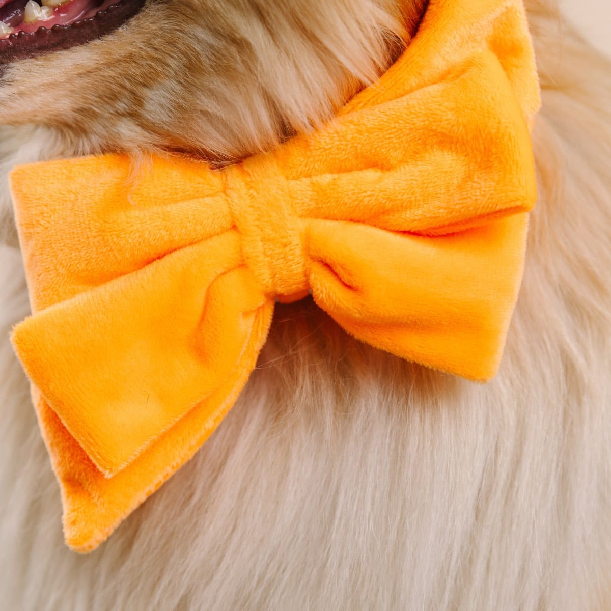 Ezra Dog Babe Bow