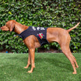 Load image into Gallery viewer, Pups of Anarchy Harness
