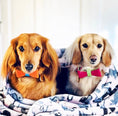 Load image into Gallery viewer, BOW TIE - CANDY SWIRL

