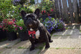 Load image into Gallery viewer, The "Bowtie" handmade leather harness black Small to Medium Size
