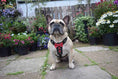 Load image into Gallery viewer, The "Bowtie" leather harness brown Small to Medium Size
