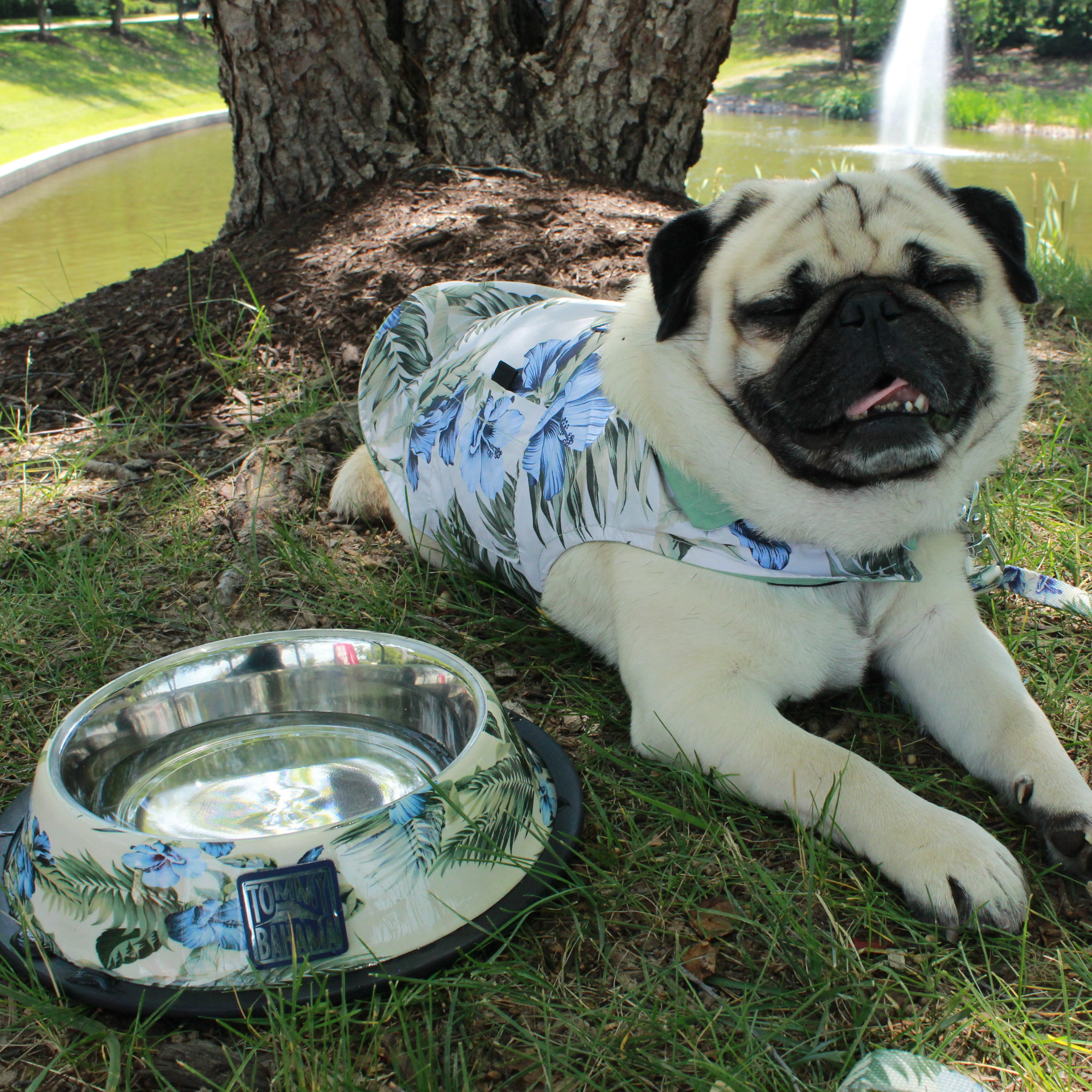 Tommy Bahama Pet - Stainless Steel Bowls
