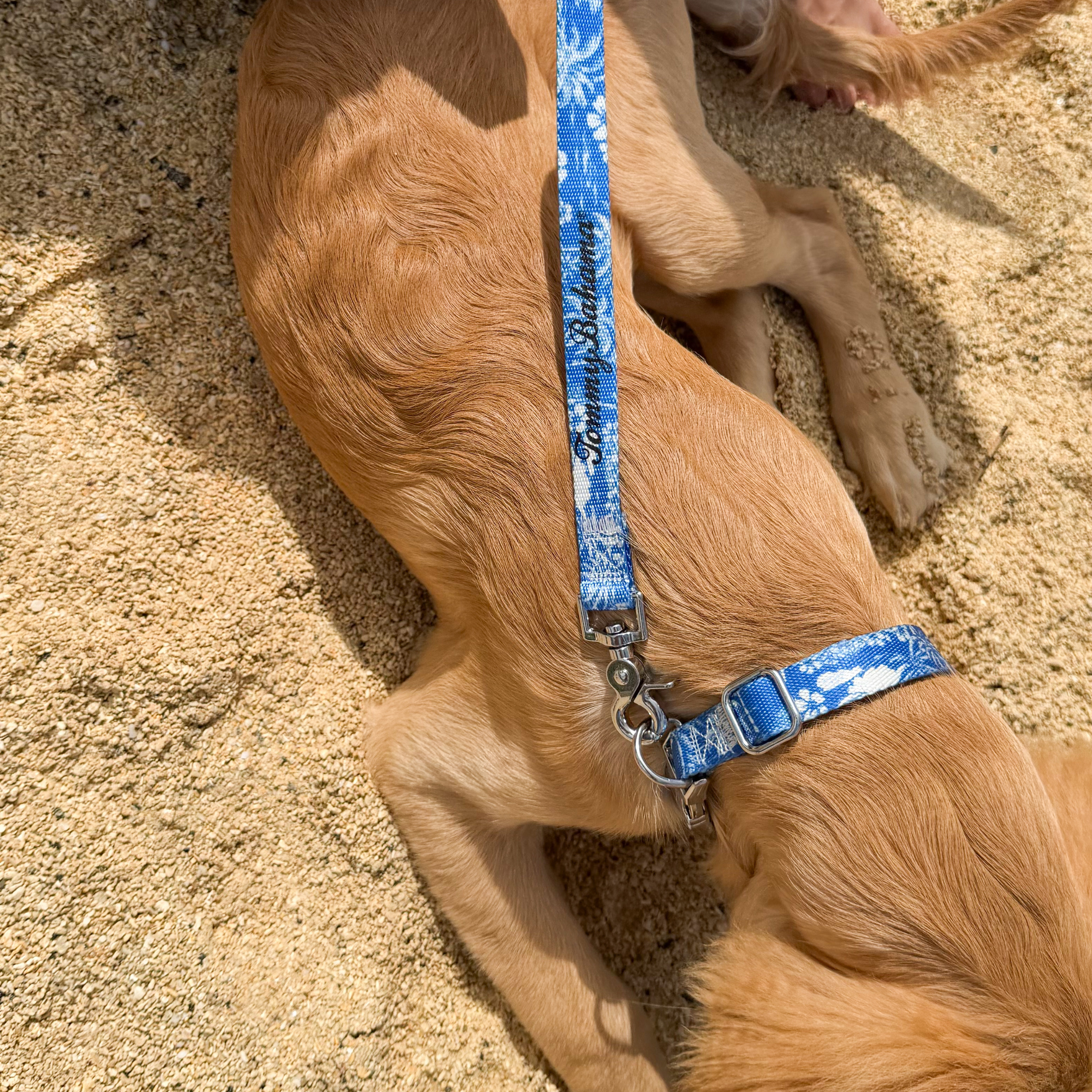 Tommy Bahama Pet - Collar & Leash Set