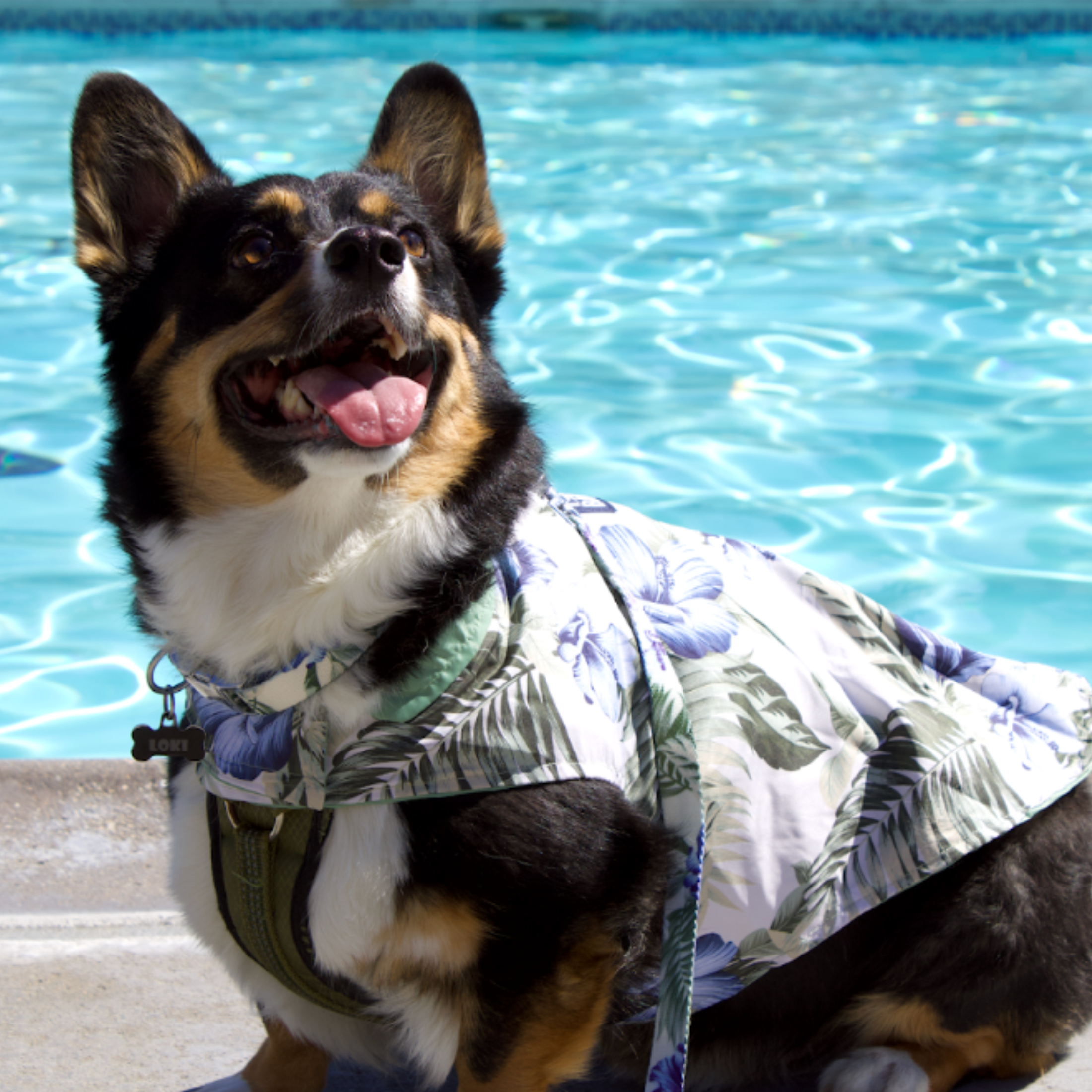 Tommy Bahama Pet - Frandy