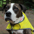 Load image into Gallery viewer, Tommy Bahama Pet - Packable Raincoat

