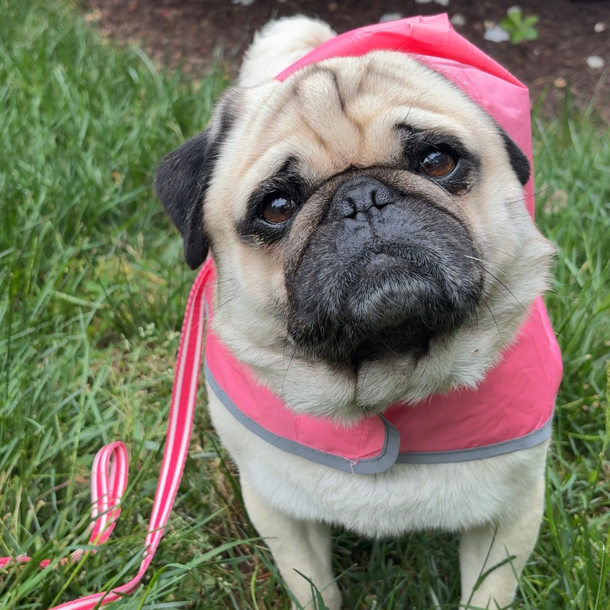 IZOD Pet - Packable Raincoat