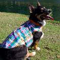 Load image into Gallery viewer, IZOD Pet - Frandy
