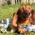 Load image into Gallery viewer, Tommy Bahama Pet - Double Insulated Stainless Steel Bowls

