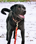 Load image into Gallery viewer, Foxy Dog Lead
