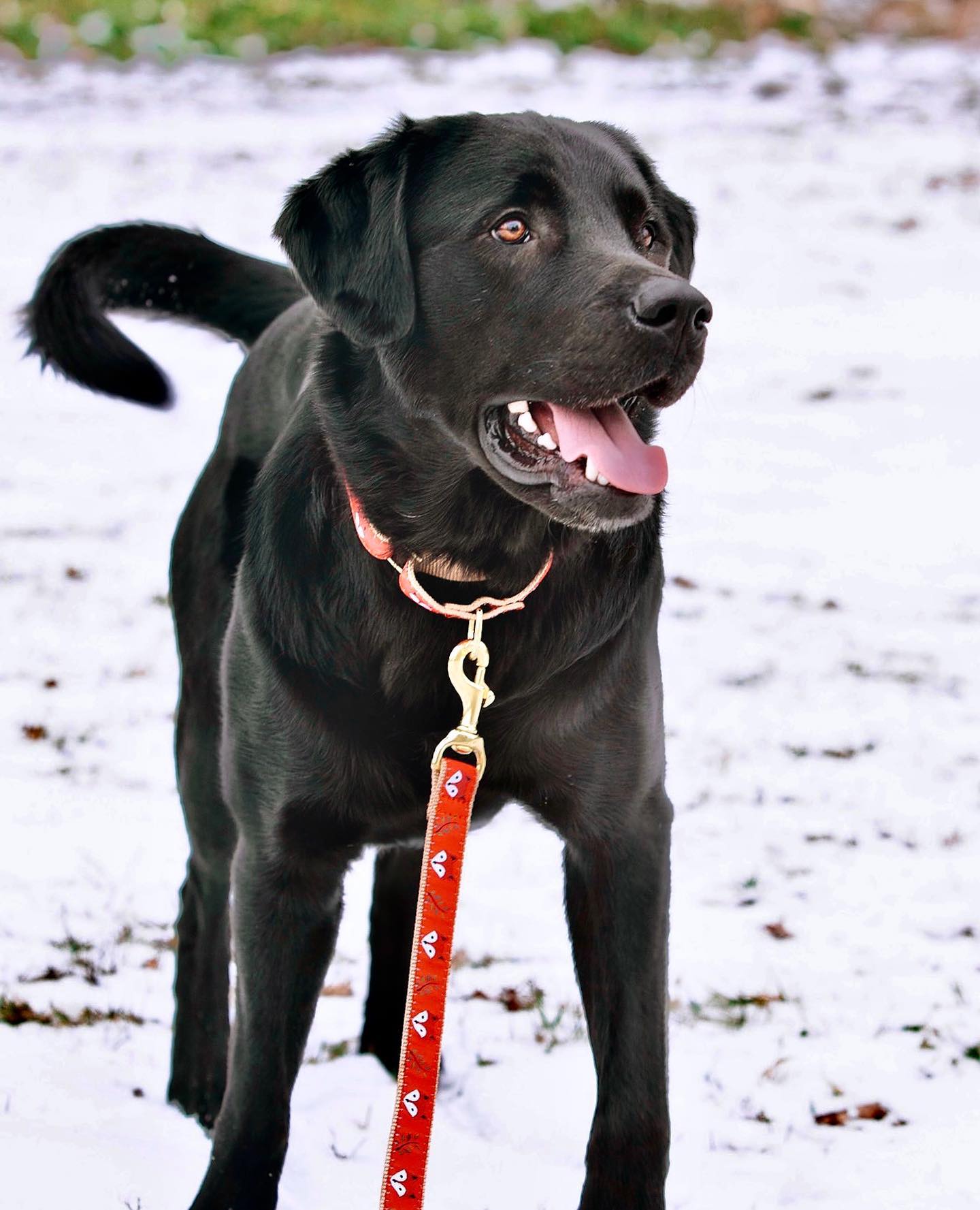 Foxy Dog Lead