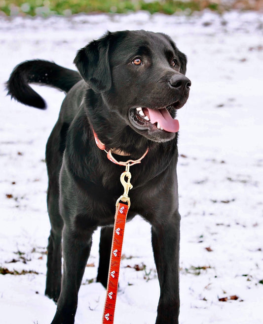 Foxy Dog Lead